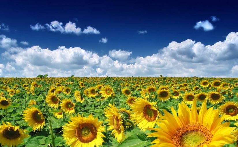 Dream Meaning of Sunflower