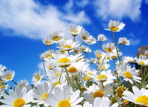 Dream Meaning of Chamomile