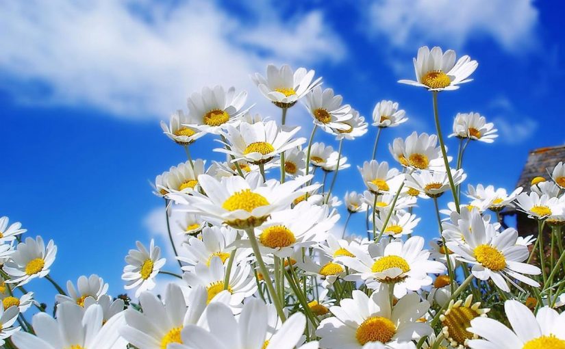 Dream Meaning of Chamomile