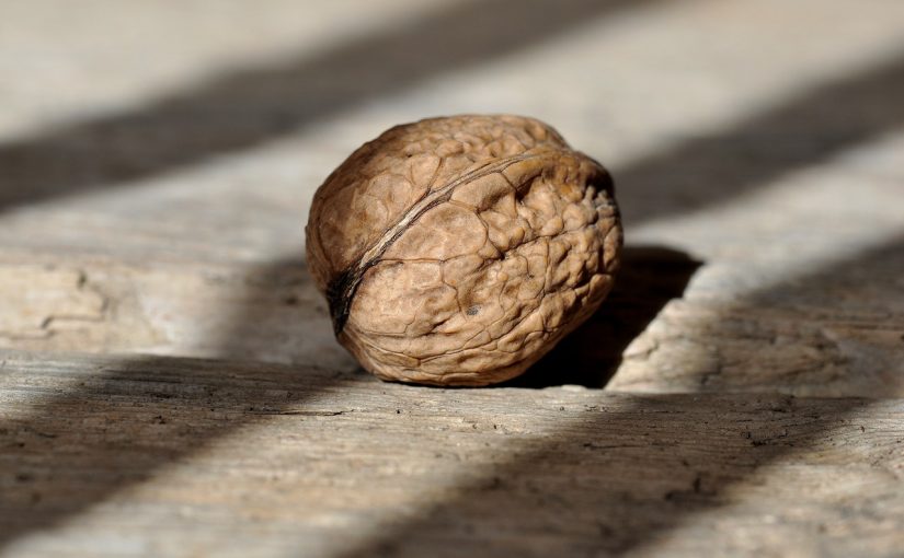 Dream Meaning of Walnut